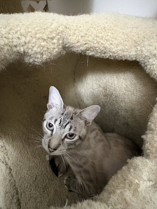 Gabriel, a cat for adoption from Springfield Kitty Cat Shack Rescue