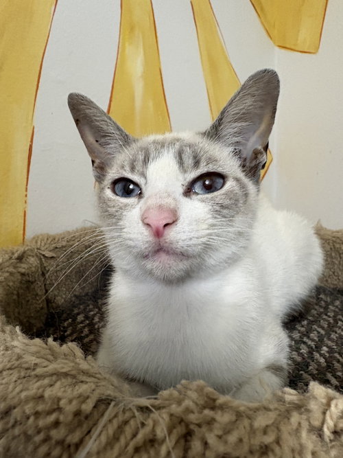 Giselle, a cat for adoption from Springfield Kitty Cat Shack Rescue