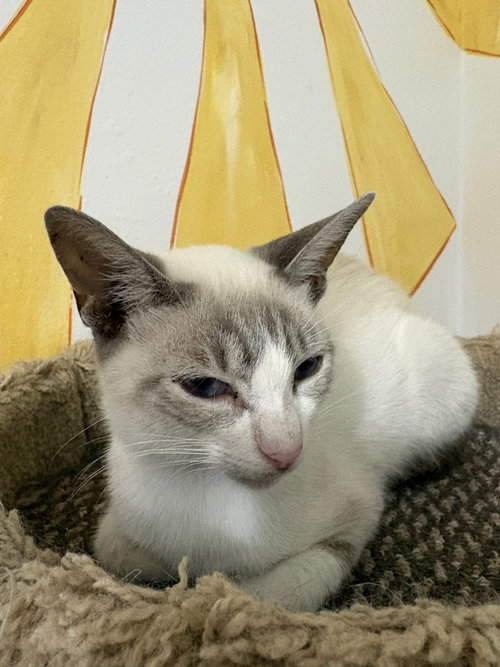 Photo 2 of Giselle