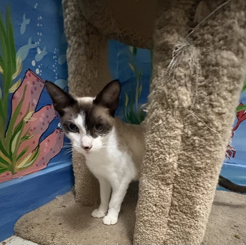 Godiva, a cat for adoption from Springfield Kitty Cat Shack Rescue