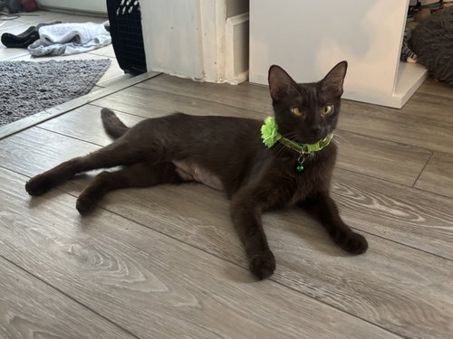 Heidi, a cat for adoption from Springfield Kitty Cat Shack Rescue