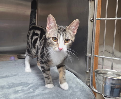 Josie =^.^=, a cat for adoption from Springfield Kitty Cat Shack Rescue