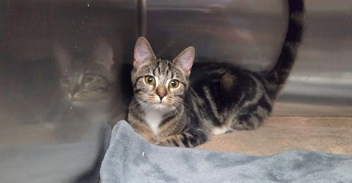 Josephine =^.^=, a cat for adoption from Springfield Kitty Cat Shack Rescue