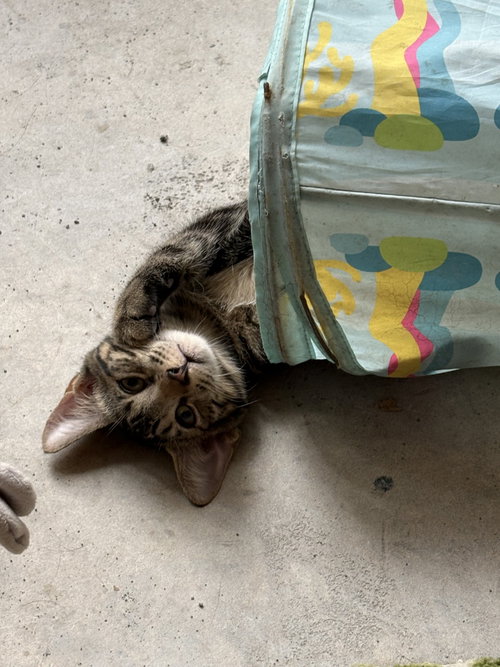 Archer =^.^=, a cat for adoption from Springfield Kitty Cat Shack Rescue