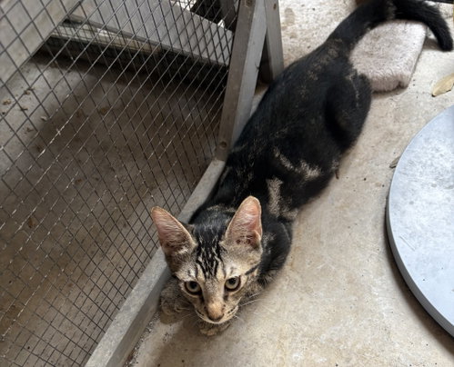 Photo 2 of Archer =^.^=