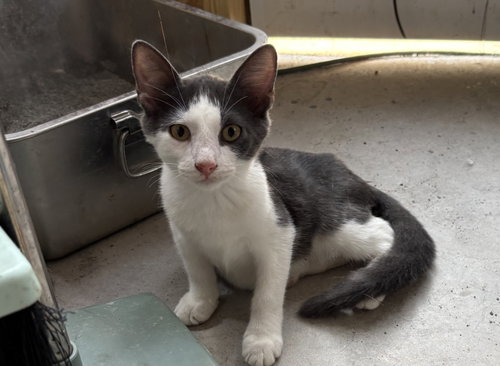 Angus =^.^=, a cat for adoption from Springfield Kitty Cat Shack Rescue