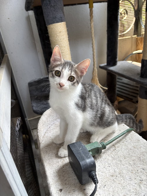 Atlas =^.^=, a cat for adoption from Springfield Kitty Cat Shack Rescue