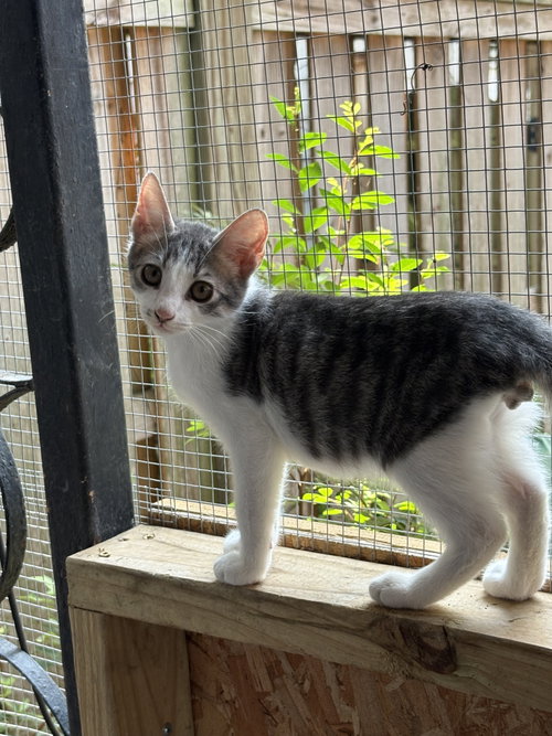 Photo 2 of Atlas =^.^=