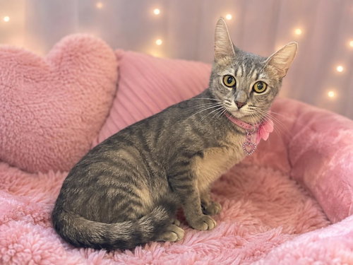Asher, a cat for adoption from Springfield Kitty Cat Shack Rescue