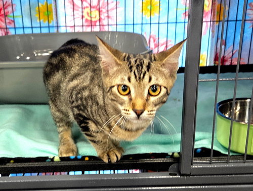 Rosie, a cat for adoption from Springfield Kitty Cat Shack Rescue