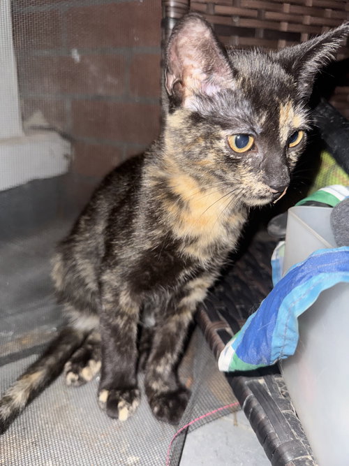 Ms May =^.^=, a cat for adoption from Springfield Kitty Cat Shack Rescue