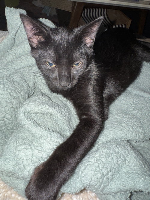 Mr Sir =^.^=, a cat for adoption from Springfield Kitty Cat Shack Rescue