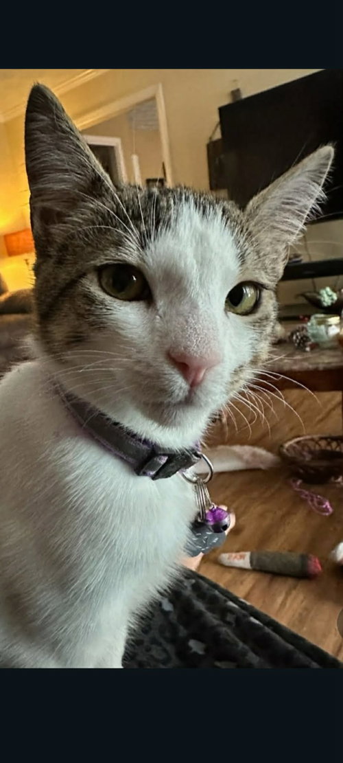 Apollo, a cat for adoption from Springfield Kitty Cat Shack Rescue