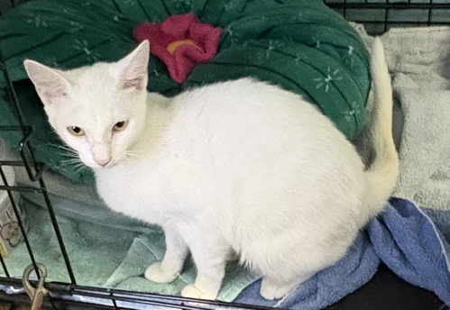 Pippi, a cat for adoption from Springfield Kitty Cat Shack Rescue