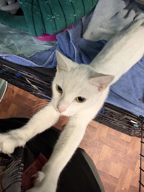 Princess, a cat for adoption from Springfield Kitty Cat Shack Rescue