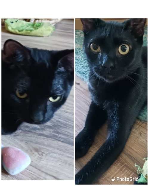 Sugar & Spice, a cat for adoption from Springfield Kitty Cat Shack Rescue
