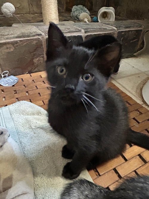 Fork =^.^=, a cat for adoption from Springfield Kitty Cat Shack Rescue