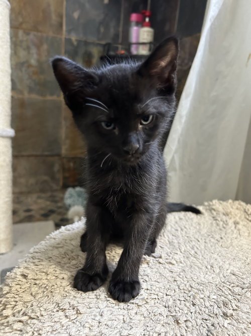 Falcon =^.^=, a cat for adoption from Springfield Kitty Cat Shack Rescue