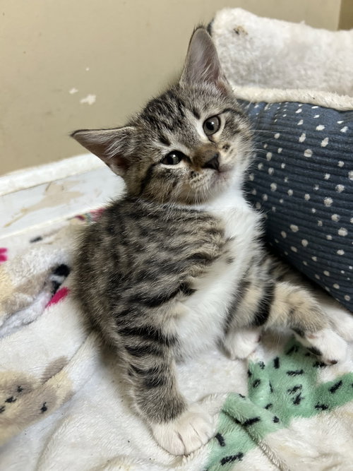 Finch =^.^=, a cat for adoption from Springfield Kitty Cat Shack Rescue