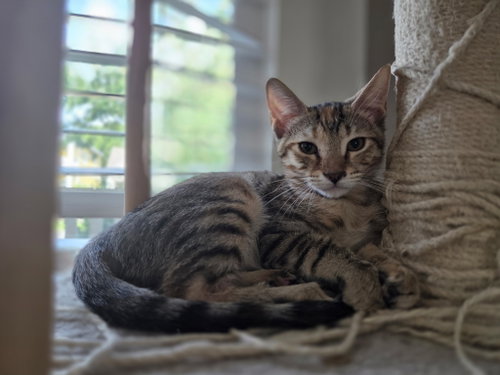 Tazzy =^.^=, a cat for adoption from Springfield Kitty Cat Shack Rescue