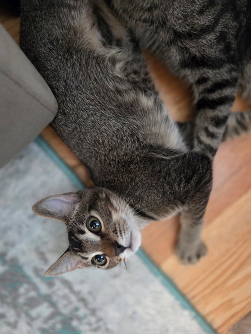 Cocoa Puff =^.^=, a cat for adoption from Springfield Kitty Cat Shack Rescue