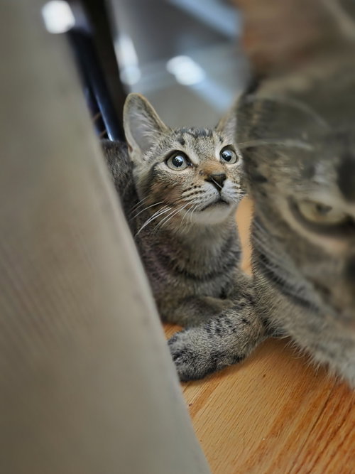 Photo 2 of Cocoa Puff =^.^=