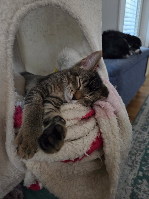 Photo 3 of Cocoa Puff =^.^=