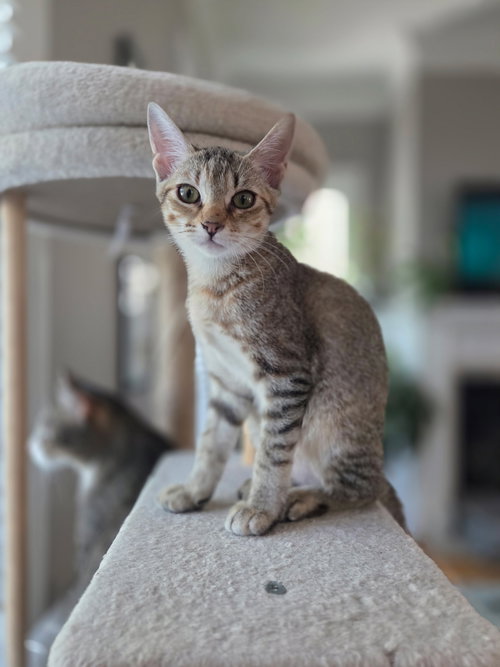 Cupcake =^.^=, a cat for adoption from Springfield Kitty Cat Shack Rescue