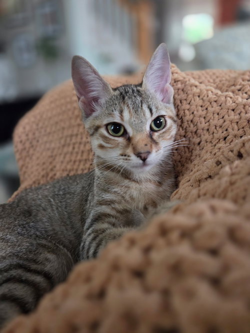 Photo 2 of Cupcake =^.^=