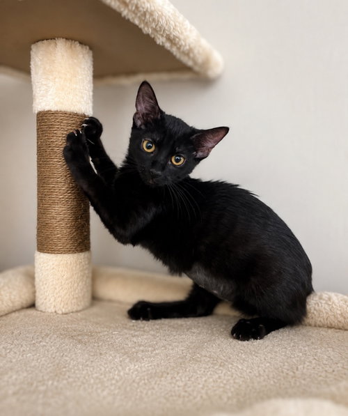Jetty =^.^=, a cat for adoption from Springfield Kitty Cat Shack Rescue