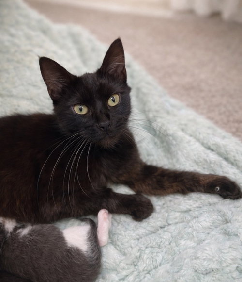 Juno, a cat for adoption from Springfield Kitty Cat Shack Rescue