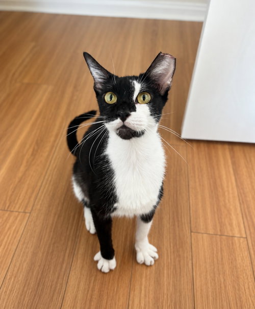 Oreo, a cat for adoption from Springfield Kitty Cat Shack Rescue