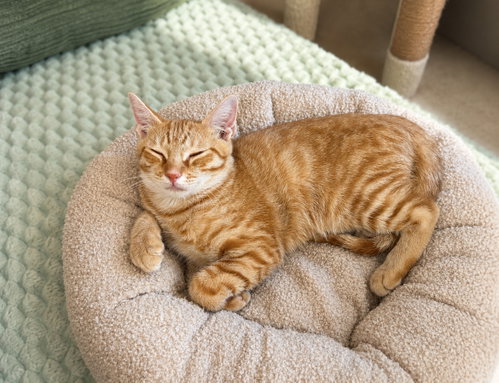 Photo 2 of Cheeto =^.^=