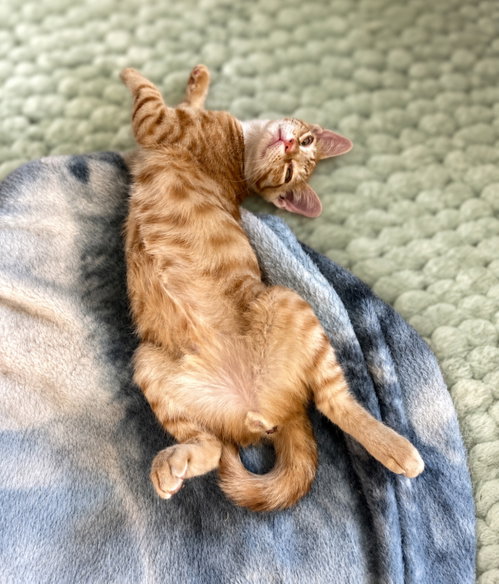 Photo 3 of Cheeto =^.^=