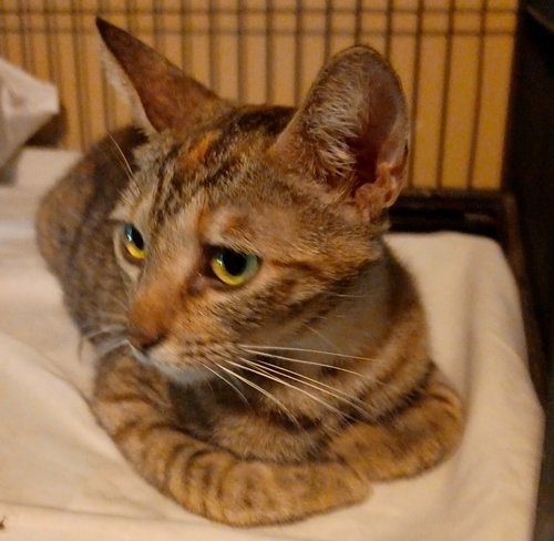 Neva, a cat for adoption from Springfield Kitty Cat Shack Rescue