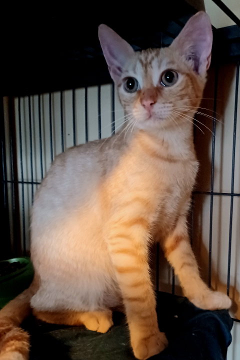 Nathan =^.^=, a cat for adoption from Springfield Kitty Cat Shack Rescue