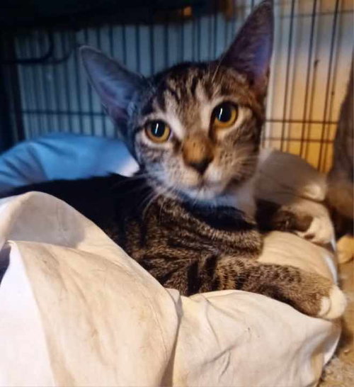 Nikki =^.^=, a cat for adoption from Springfield Kitty Cat Shack Rescue