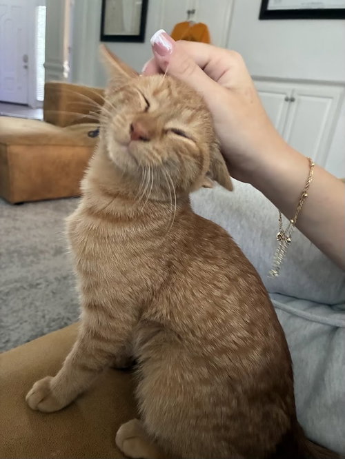 Olive =^.^=, a cat for adoption from Springfield Kitty Cat Shack Rescue