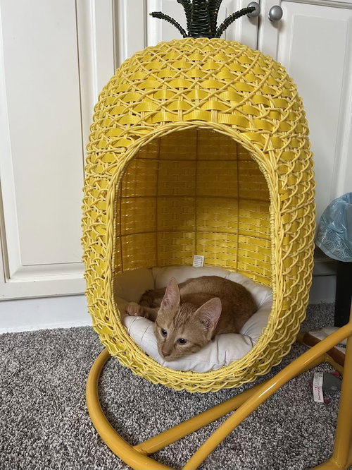 Photo 3 of Olive =^.^=