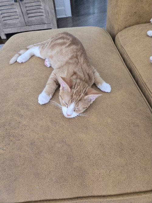 Otis =^.^=, a cat for adoption from Springfield Kitty Cat Shack Rescue