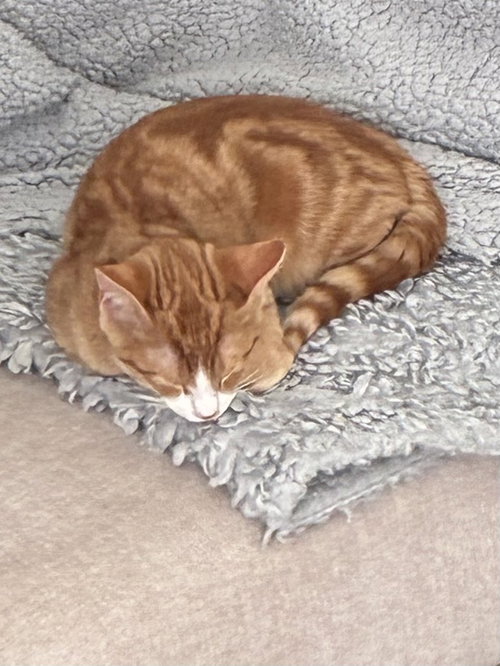 Ozzy =^.^=, a cat for adoption from Springfield Kitty Cat Shack Rescue