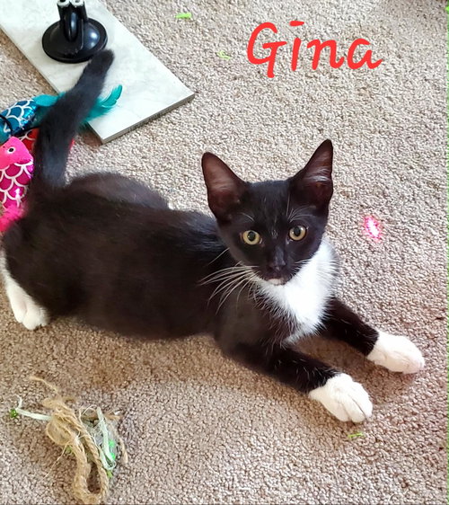 Gina =^.^=, a cat for adoption from Springfield Kitty Cat Shack Rescue