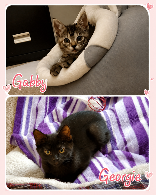 Gabby & Georgie, a cat for adoption from Springfield Kitty Cat Shack Rescue