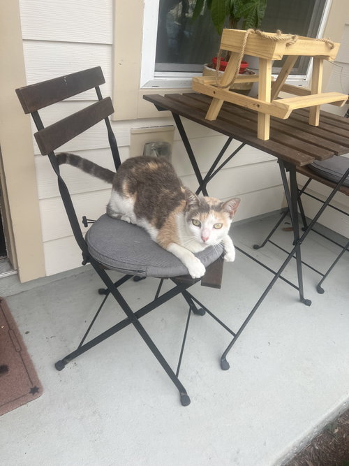 Jujyfruit, a cat for adoption from Springfield Kitty Cat Shack Rescue