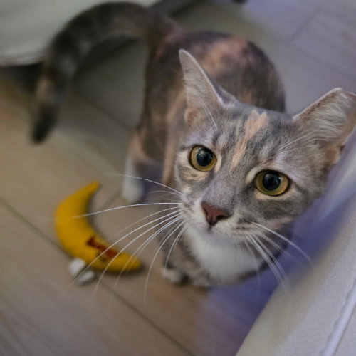 Birdie, a cat for adoption from Springfield Kitty Cat Shack Rescue