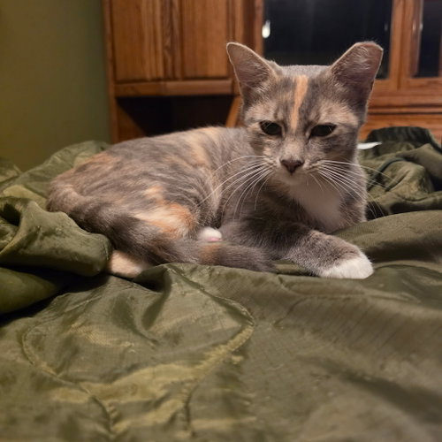 Photo 4 of Birdie
