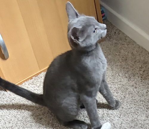 Frankie =^.^=, a cat for adoption from Springfield Kitty Cat Shack Rescue