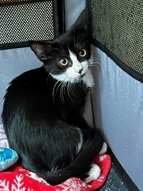 Brawny =^.^=, a cat for adoption from Springfield Kitty Cat Shack Rescue