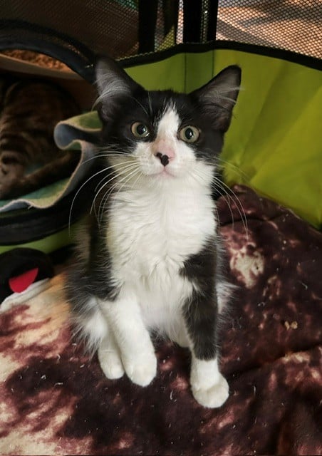 Barnaby =^.^=, a cat for adoption from Springfield Kitty Cat Shack Rescue