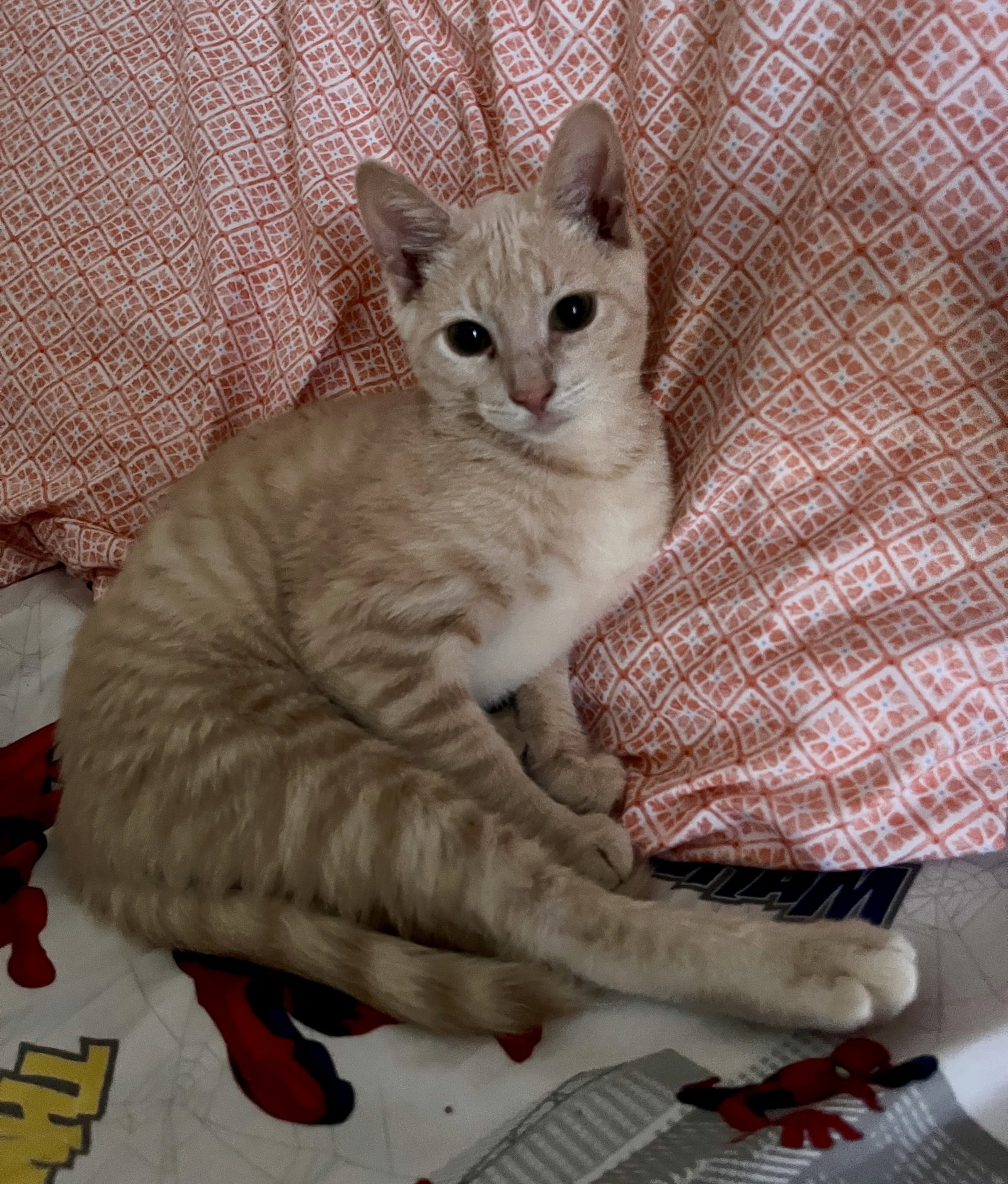 Taco =^,^=, Domestic Short Hair